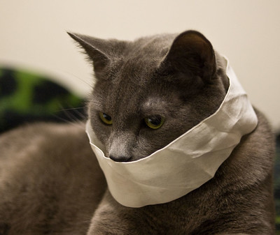 eine graue katze mit einem Mundschutz