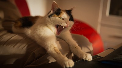 fauchende Katze am Schreibtisch