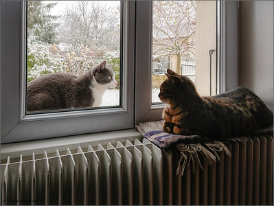 Eine Katze sitzt am Fernseher und schaut nach draußen.
        Auf der anderen Seite des Fenster sitzt auch eine Katze und schaut herein