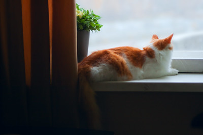 Katze sitzt auf der Fensterbank und schaut nach draußen