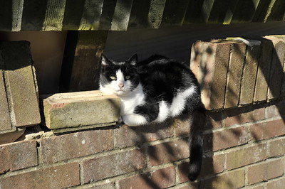 Katze auf einer Mauer