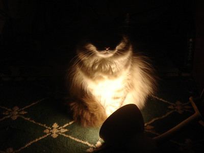 Katze sitzt im Dunkeln vor einer auf dem Boden liegenden Lampe und wird angeleuchtet